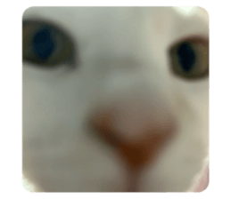 797774009