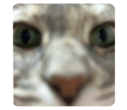 797774010
