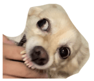 797832111