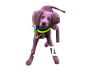 797853161