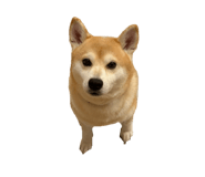 797867405