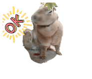 797883686
