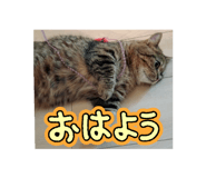 798068833