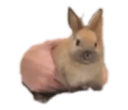 798444181