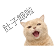 798518871