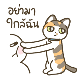 มีตัง แมวขายาว รูปที่ 3