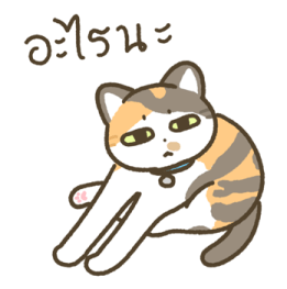 มีตัง แมวขายาว รูปที่ 6
