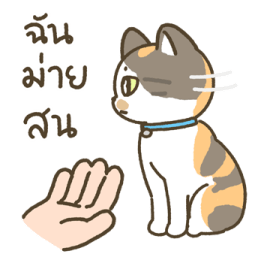 มีตัง แมวขายาว รูปที่ 22