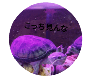 799113839