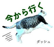 799206493
