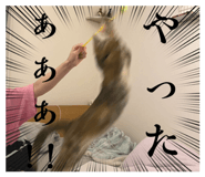 799523855