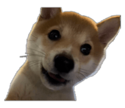 799652704