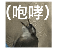 800034362