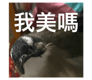 800034366