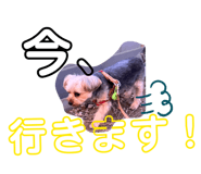 800367273