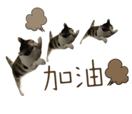 800390736