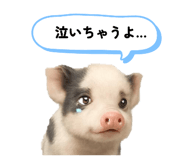 800416941
