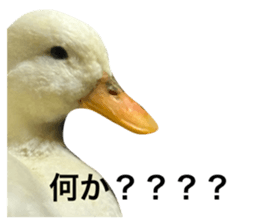 800654333