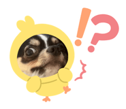 800681685