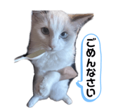 801144145