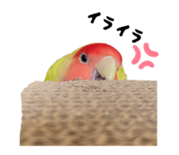 801601815