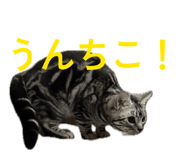 802306651
