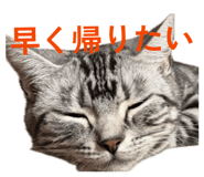802306670