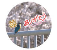 802415562