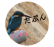 802415575