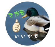 802415577