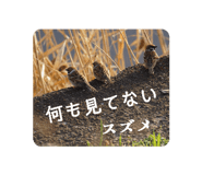802415590