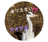 802415596