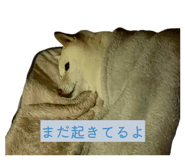 802705053