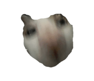 802836877