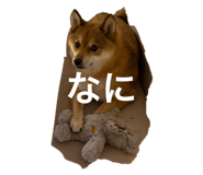 803062196