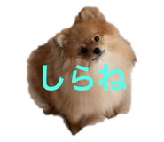 803062200