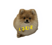 803067112