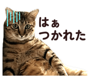 803077538