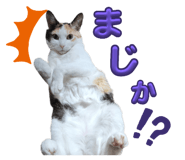 803245833