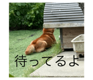 803360218