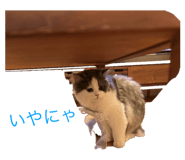 803399900