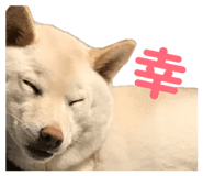 803408828