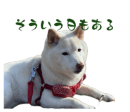 803408832