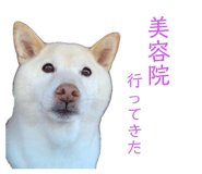 803408838
