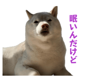 803408840