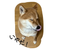 803508369