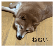 803508381