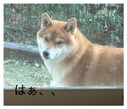 803508383