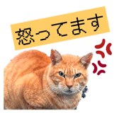 803613896