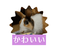 803655976